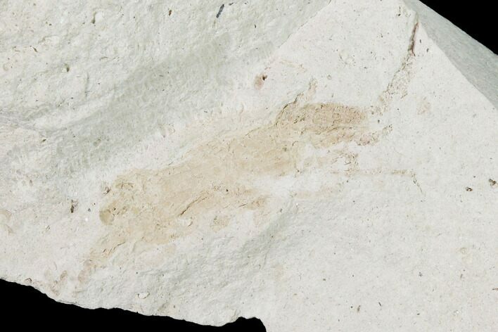 Miocene Pea Crab (Pinnixa) Fossil - California #141605